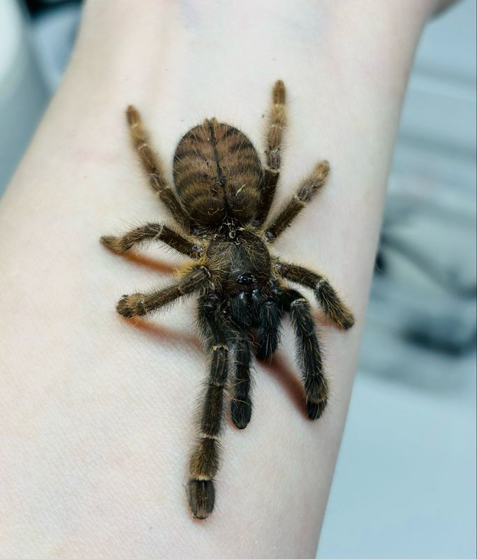Phormingochilus arboricola (1cm KL)