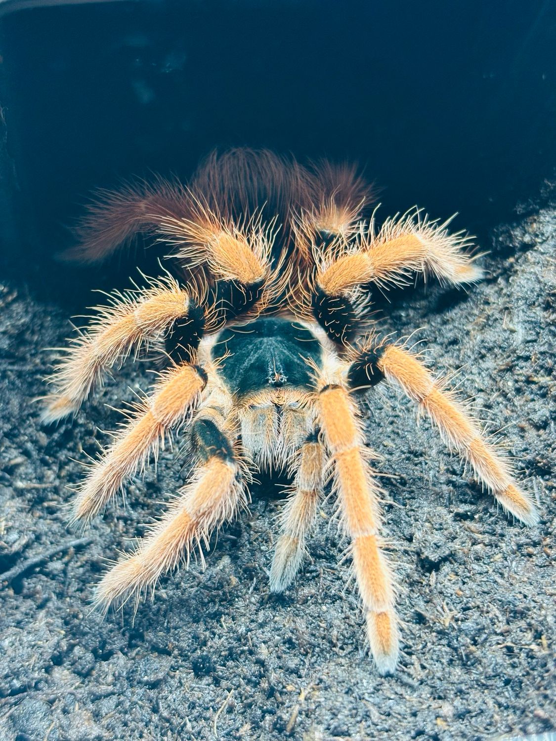 Megaphobema robustum (3,5cm KL)