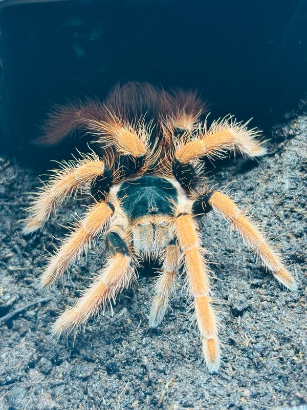 Megaphobema robustum (3,5cm KL)
