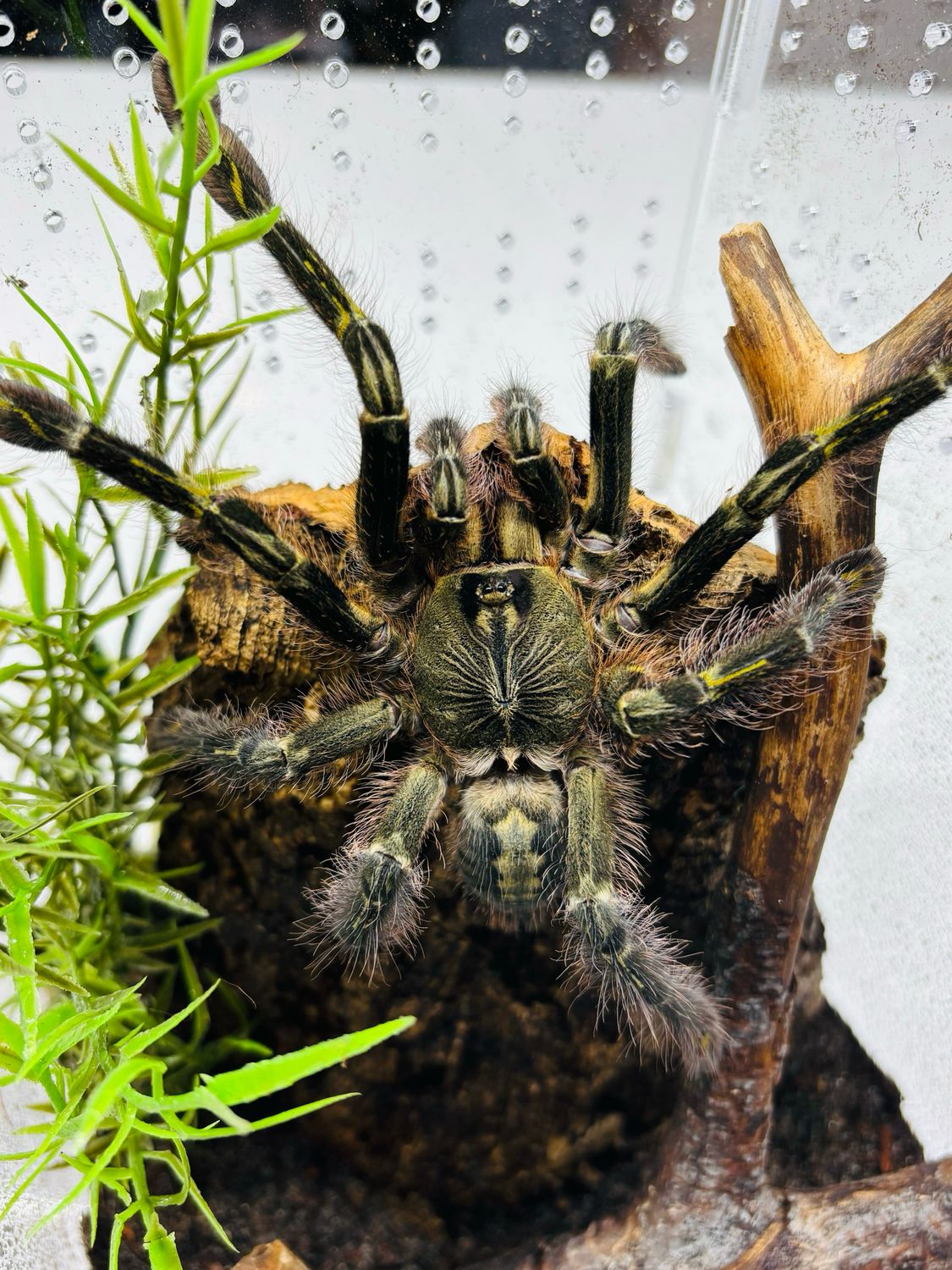 Poecilotheria rufilata (5cm KL)