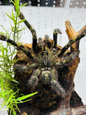 Poecilotheria rufilata (6cm KL DNZ 08/21)
