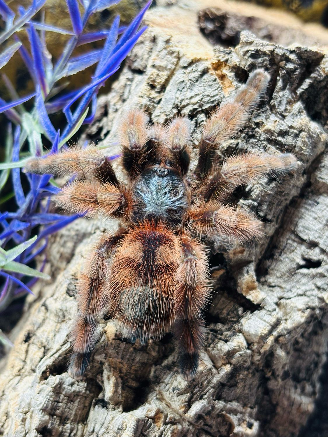 Caribena versicolor (4cm KL)