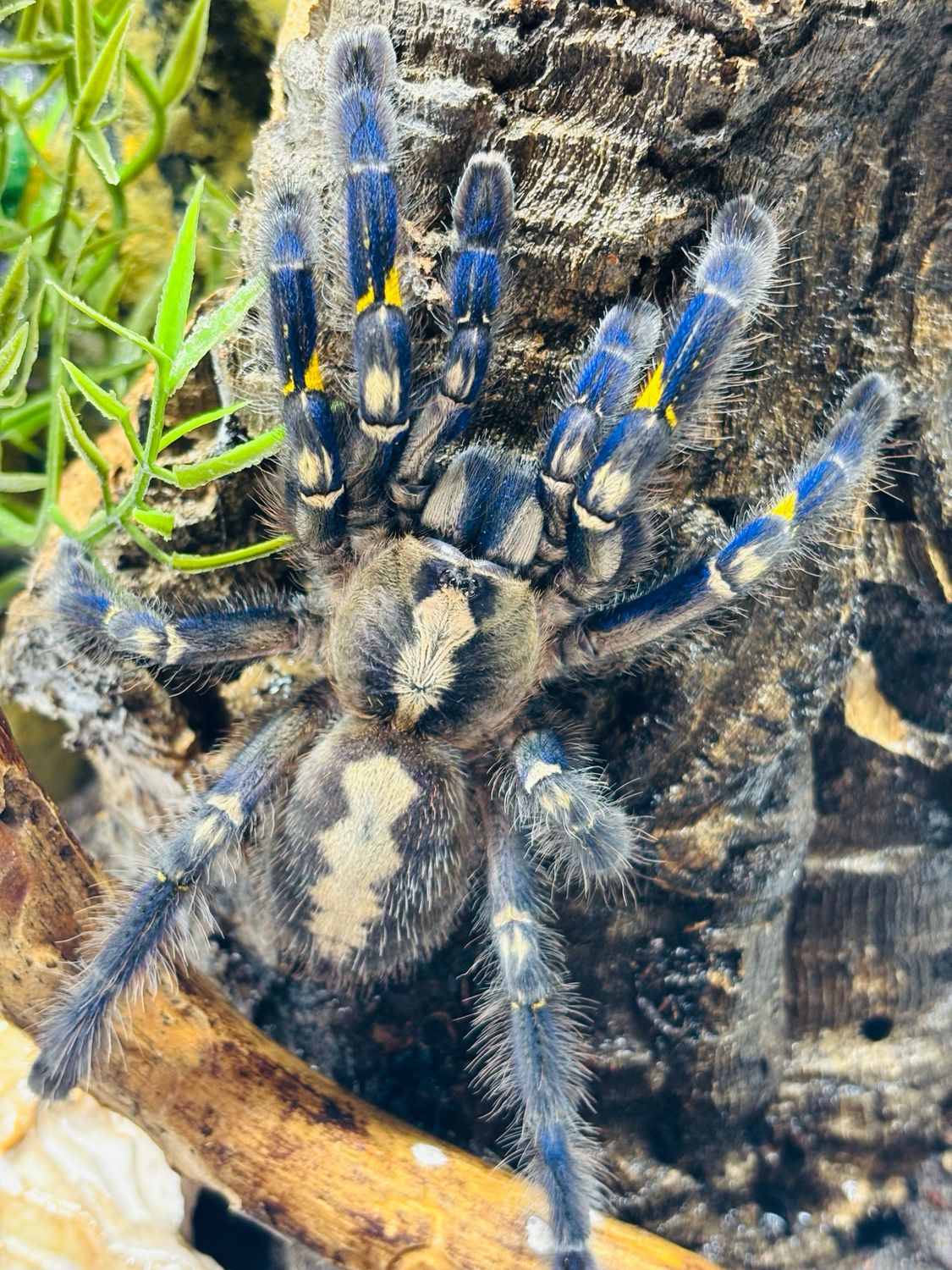 Poecilotheria metallica (6cm KL)