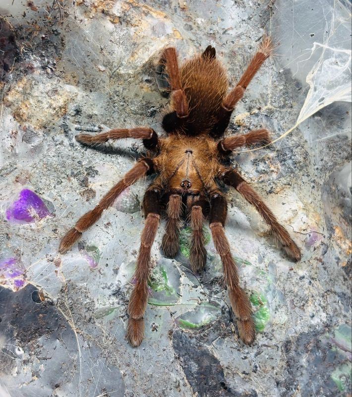 Thrigmopoeus truculentus (3,5cm KL)