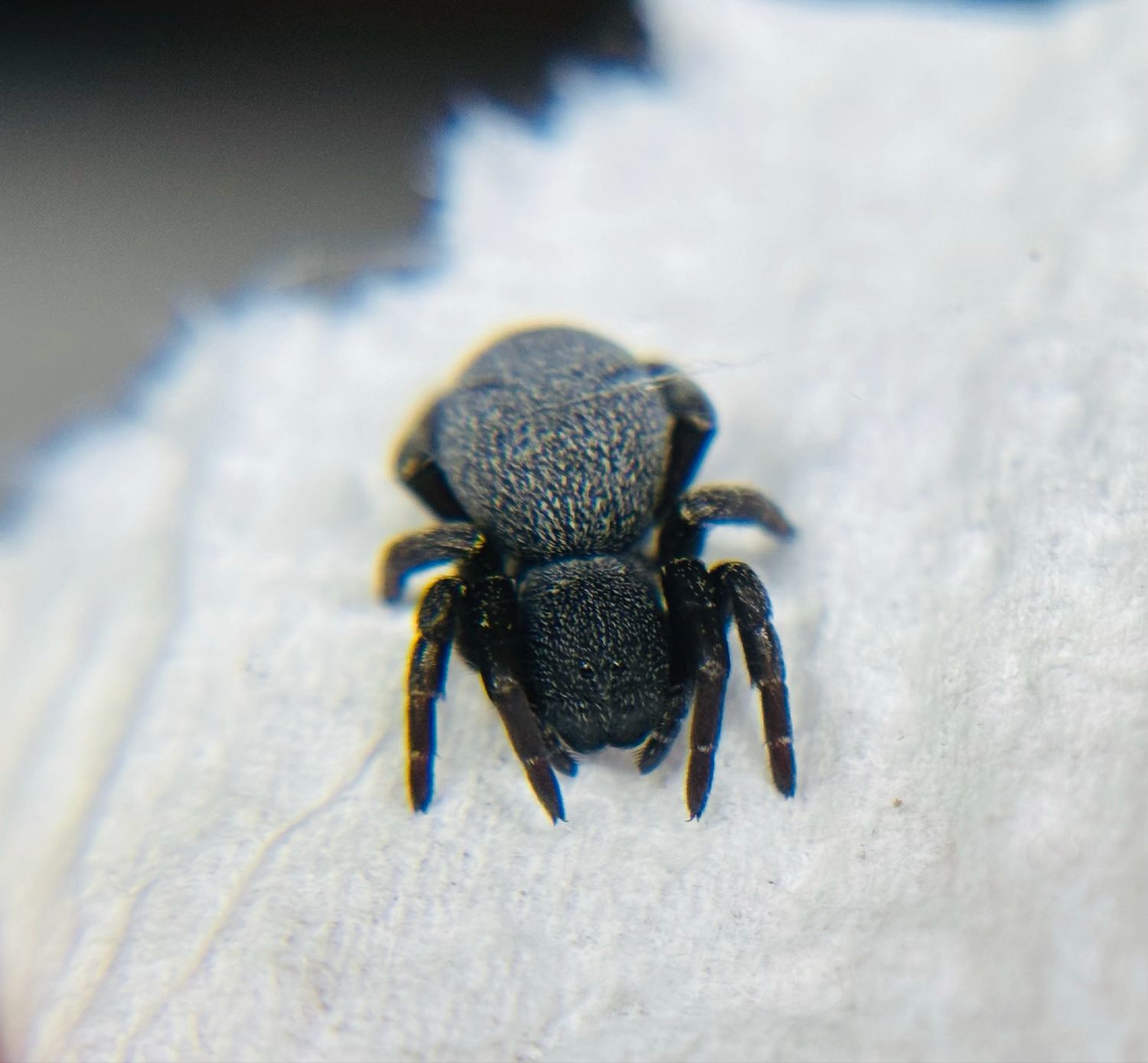 Eresus walckenaeri „orange Ring“ (0,2cm KL)
