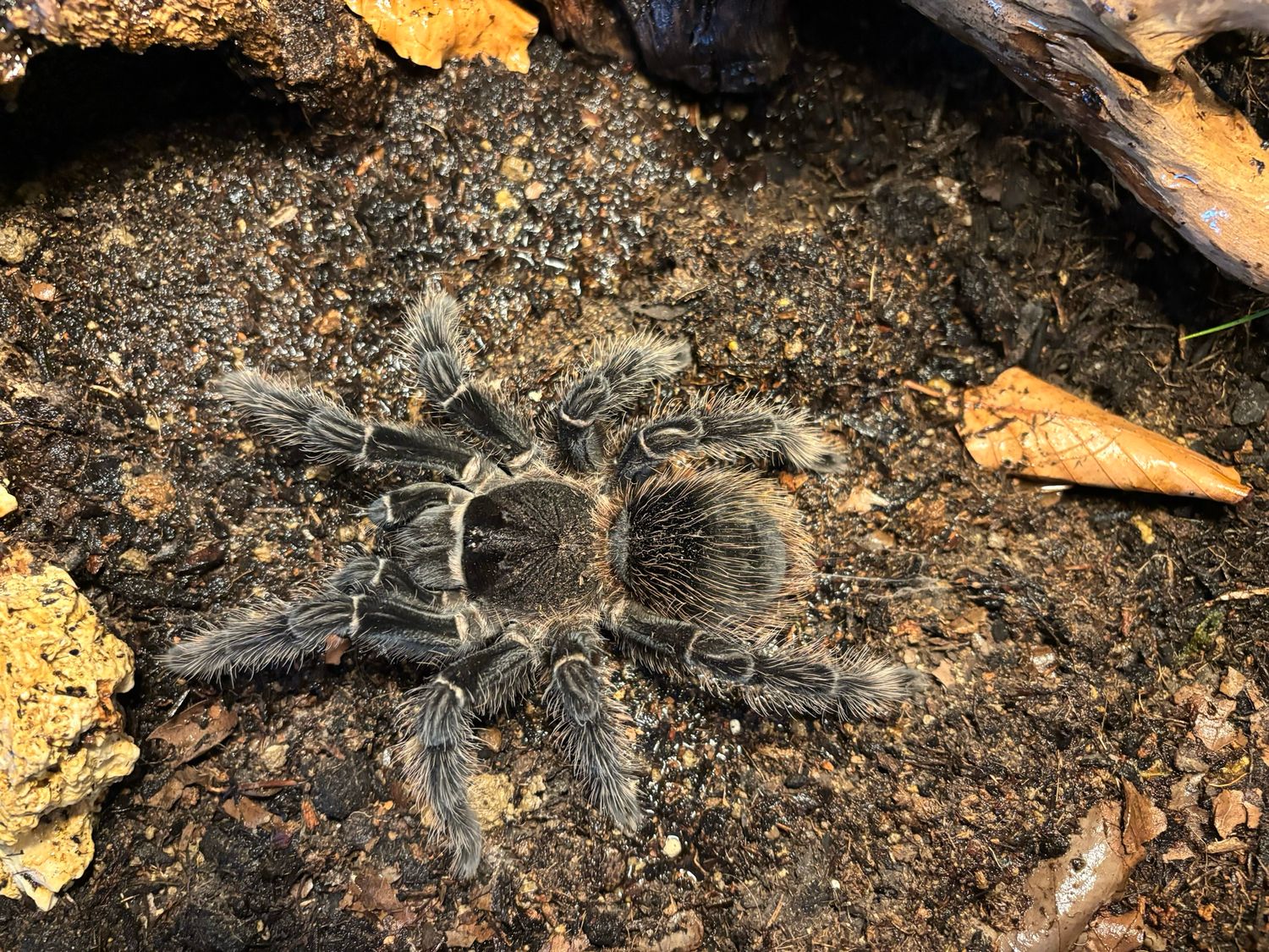 Lasiodora parahybana (9 cm KL)
