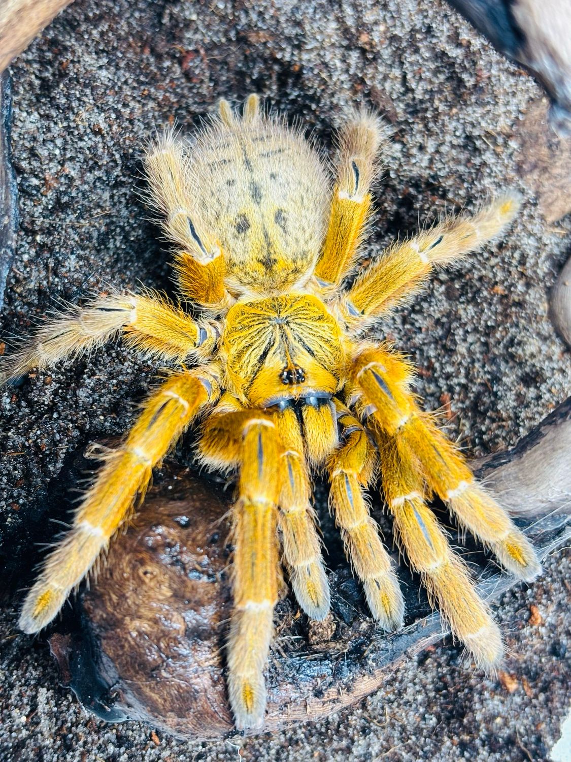 Pterinochilus Murinus rcf (5cm KL)