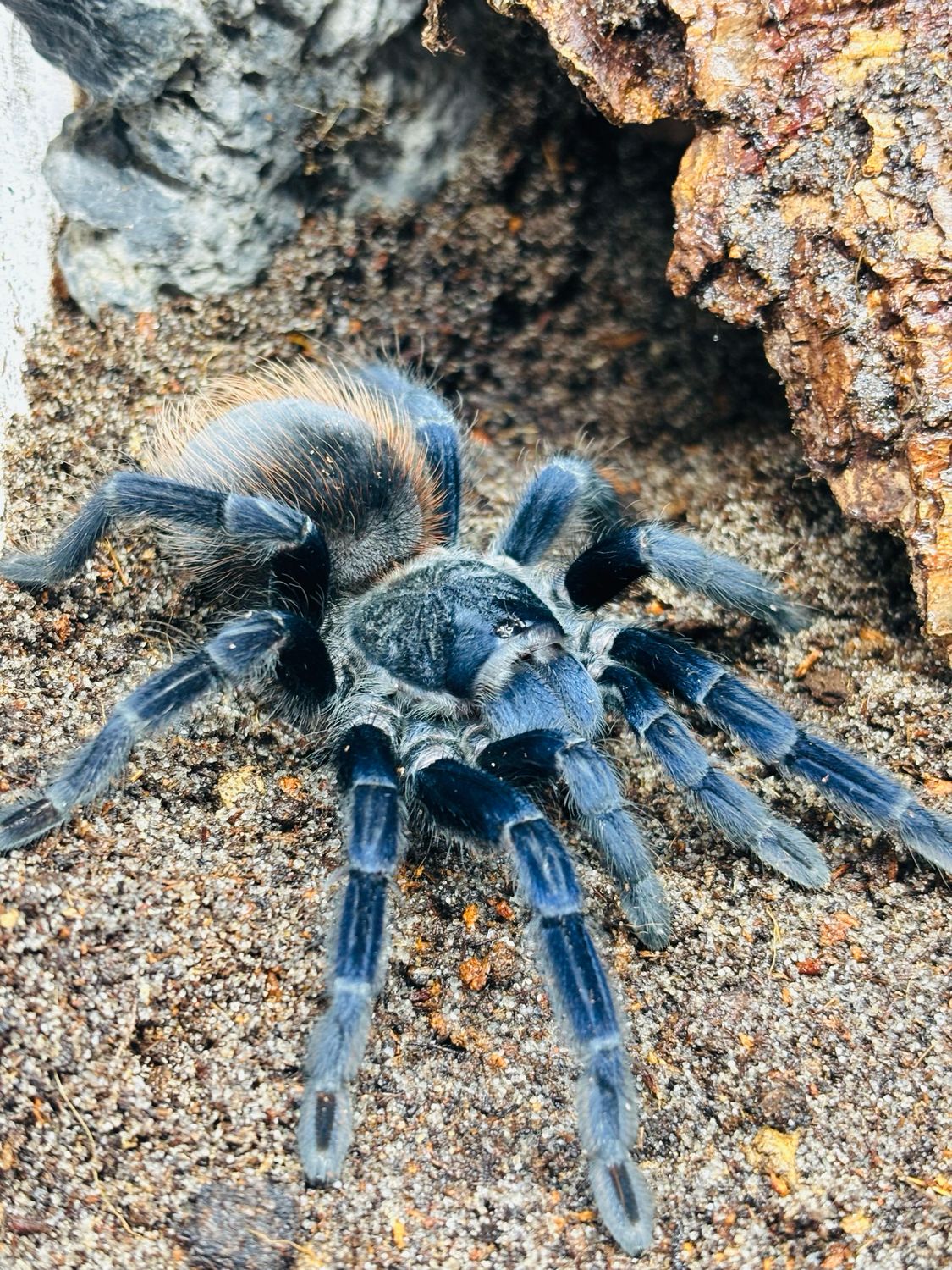 Lasiocyano Sazimai (ex Pterinopelma) (5,5cm KL)