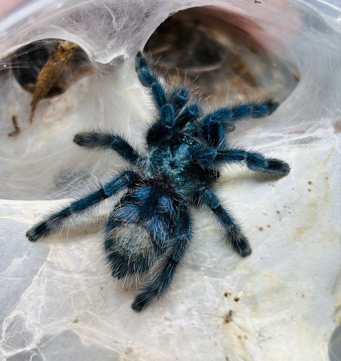 Caribena versicolor (2,5cm KL)