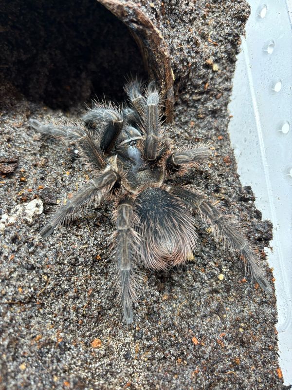 Phormictopus cancerides (6cm KL)