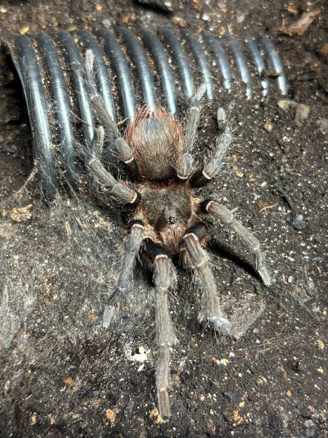Acanthoscurria theraphosoides (RH 4/25)