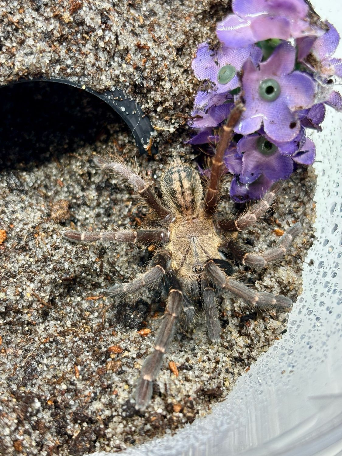 Haplopelma sp. Bach Ma (2cm KL)