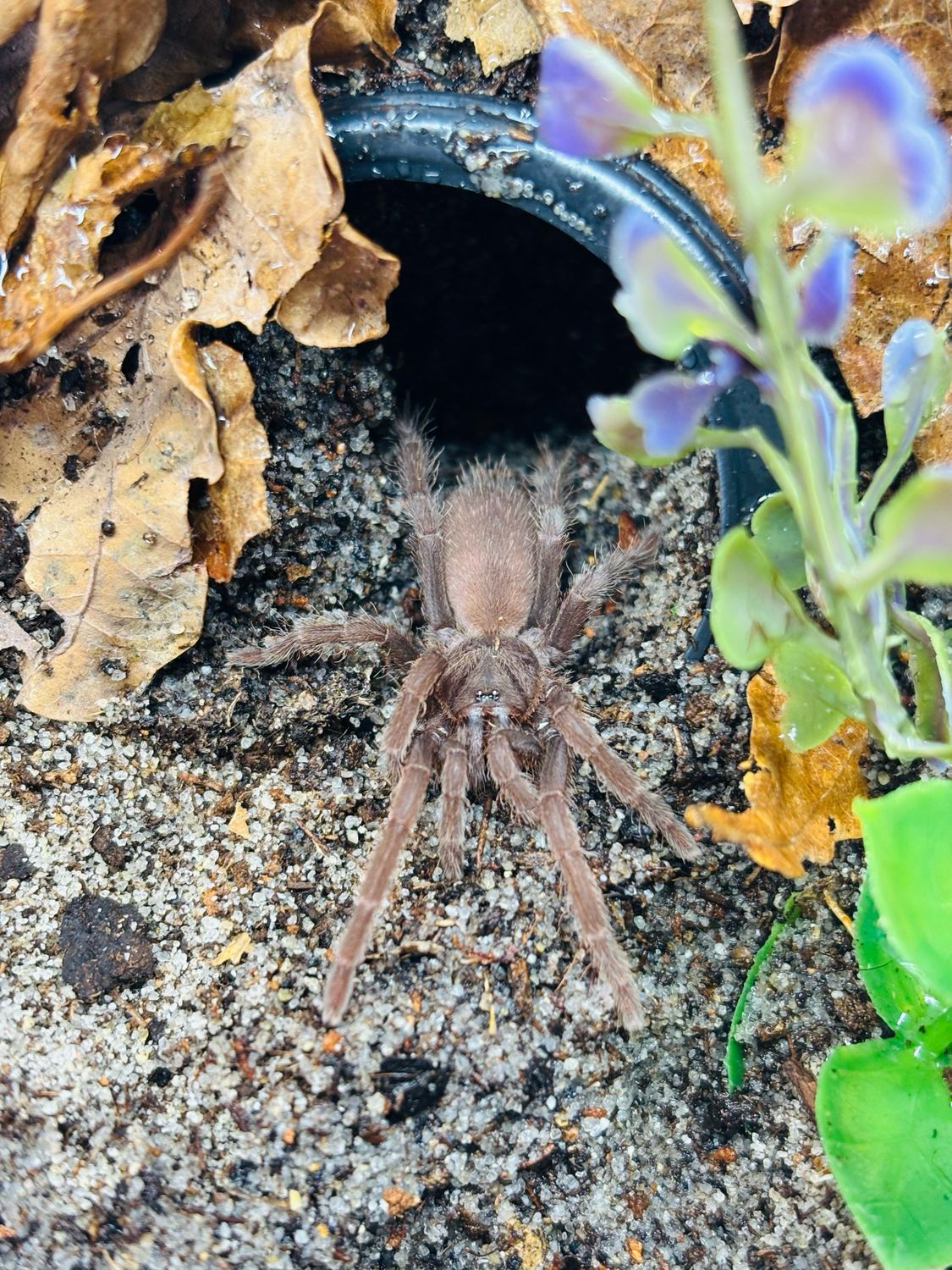 Coremiocnemis hoggi (4 FH)