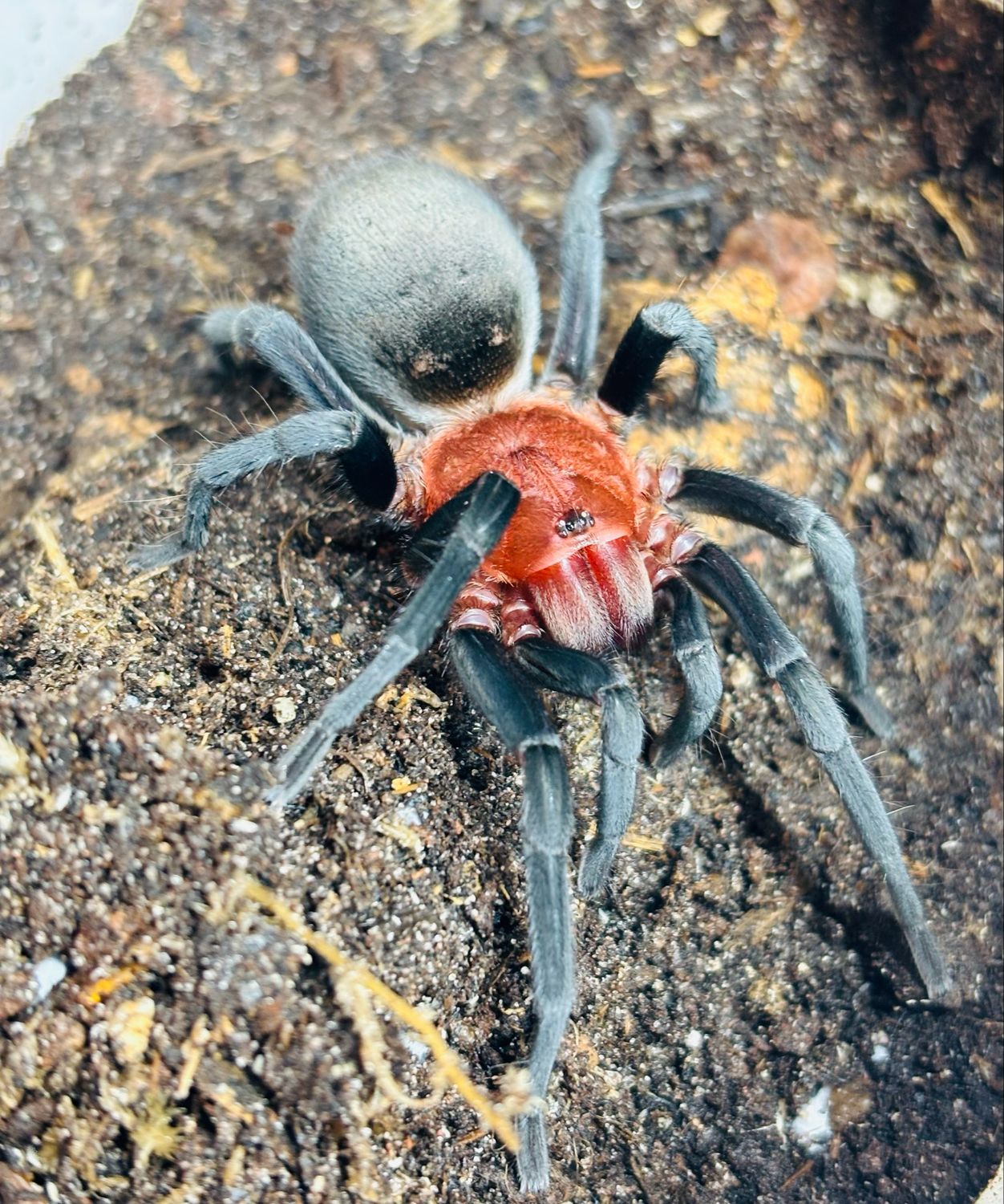 Bumba horrida (3cm KL)