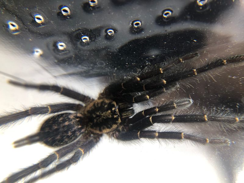 Heterothele gabonensis (2,5cm KL)