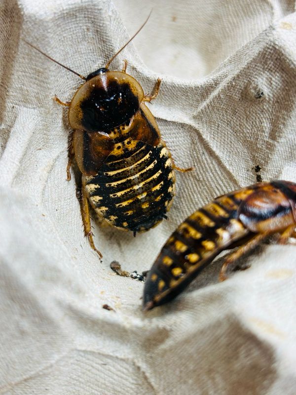 6+ Pack Blaptica dubia Argentinische Waldschabe Größe: groß