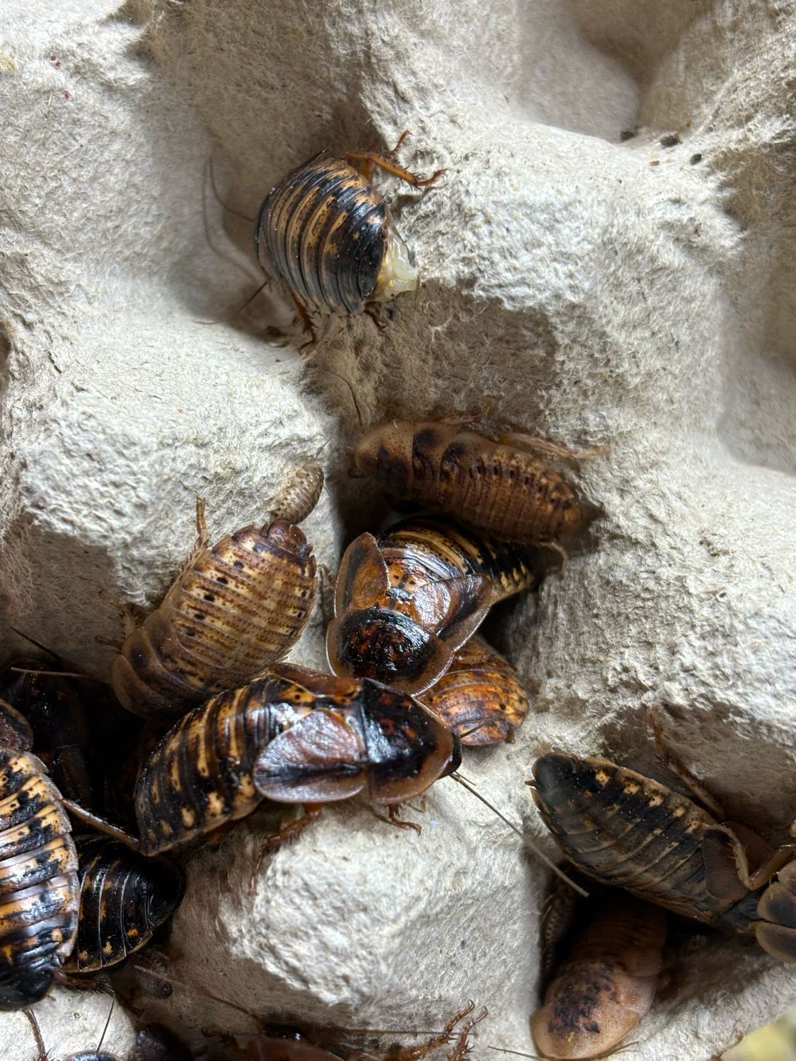10+ Blaptica dubia Argentinische Waldschabe Größe: medium