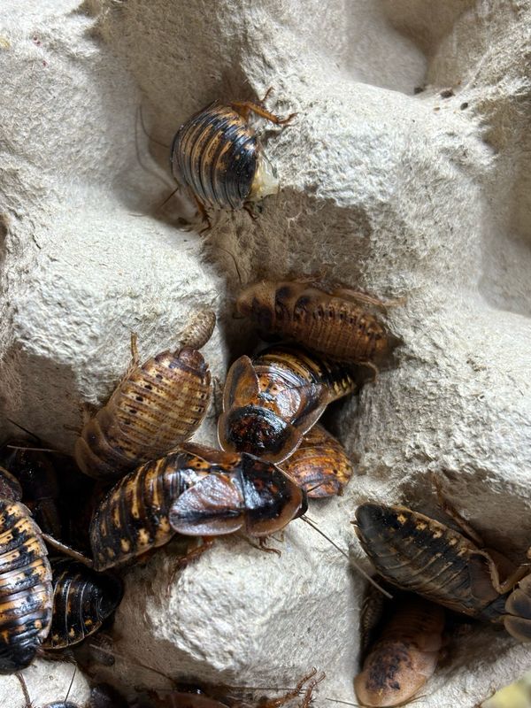 10+ Blaptica dubia Argentinische Waldschabe Größe: medium