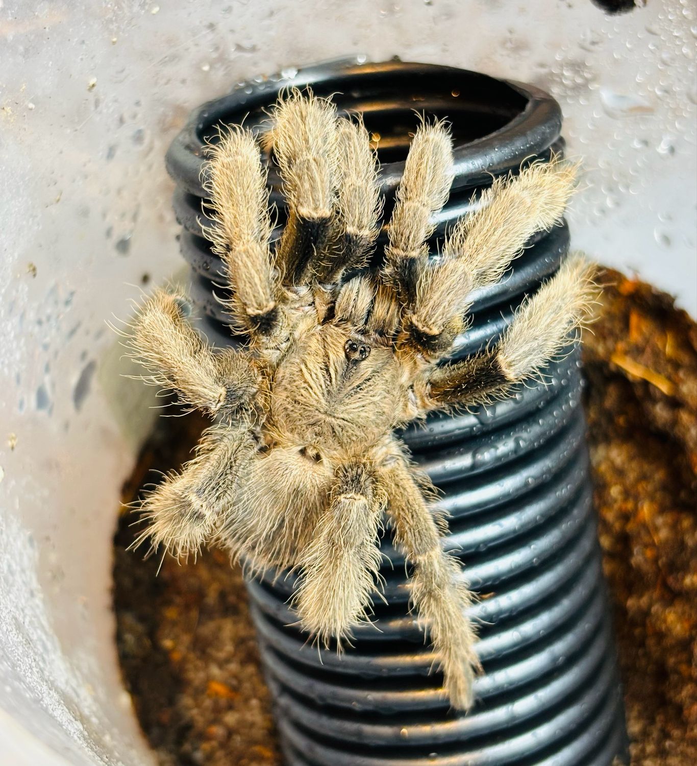 Phormingochilus sp. hati hati (RH 6/25)