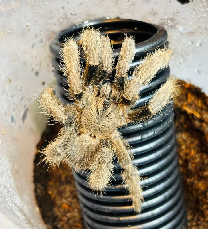 Phormingochilus sp. hati hati (RH 6/25)