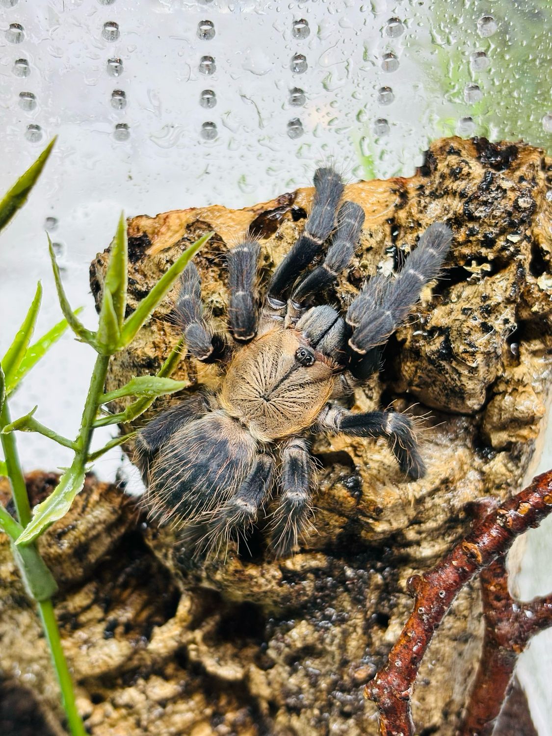 Phormingochilus hati hati (3cm KL)
