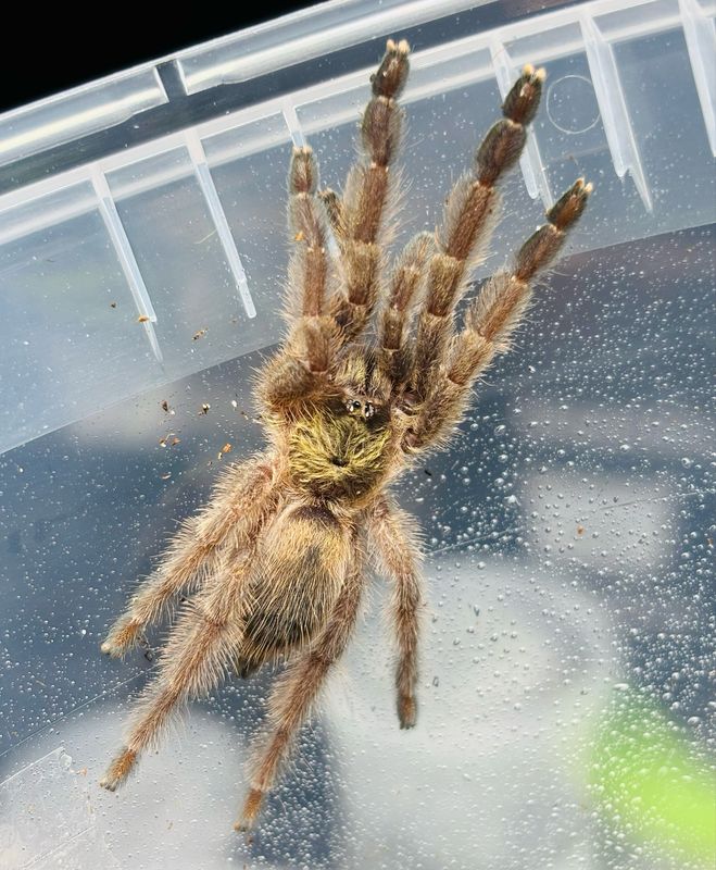 Tapinauchenius rasti (2,5cm KL)