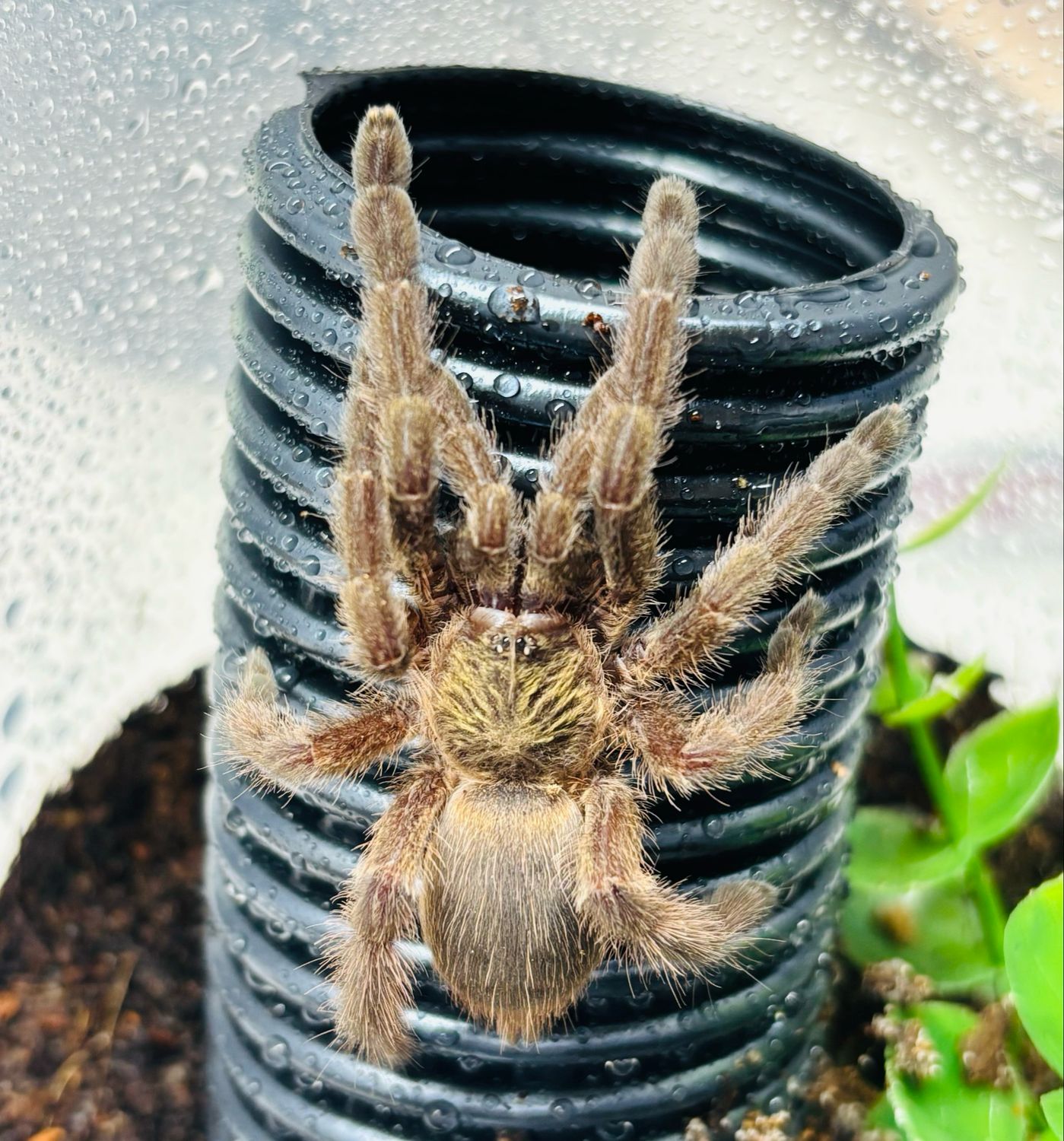 Tapinauchenius polybotes (3cm KL)
