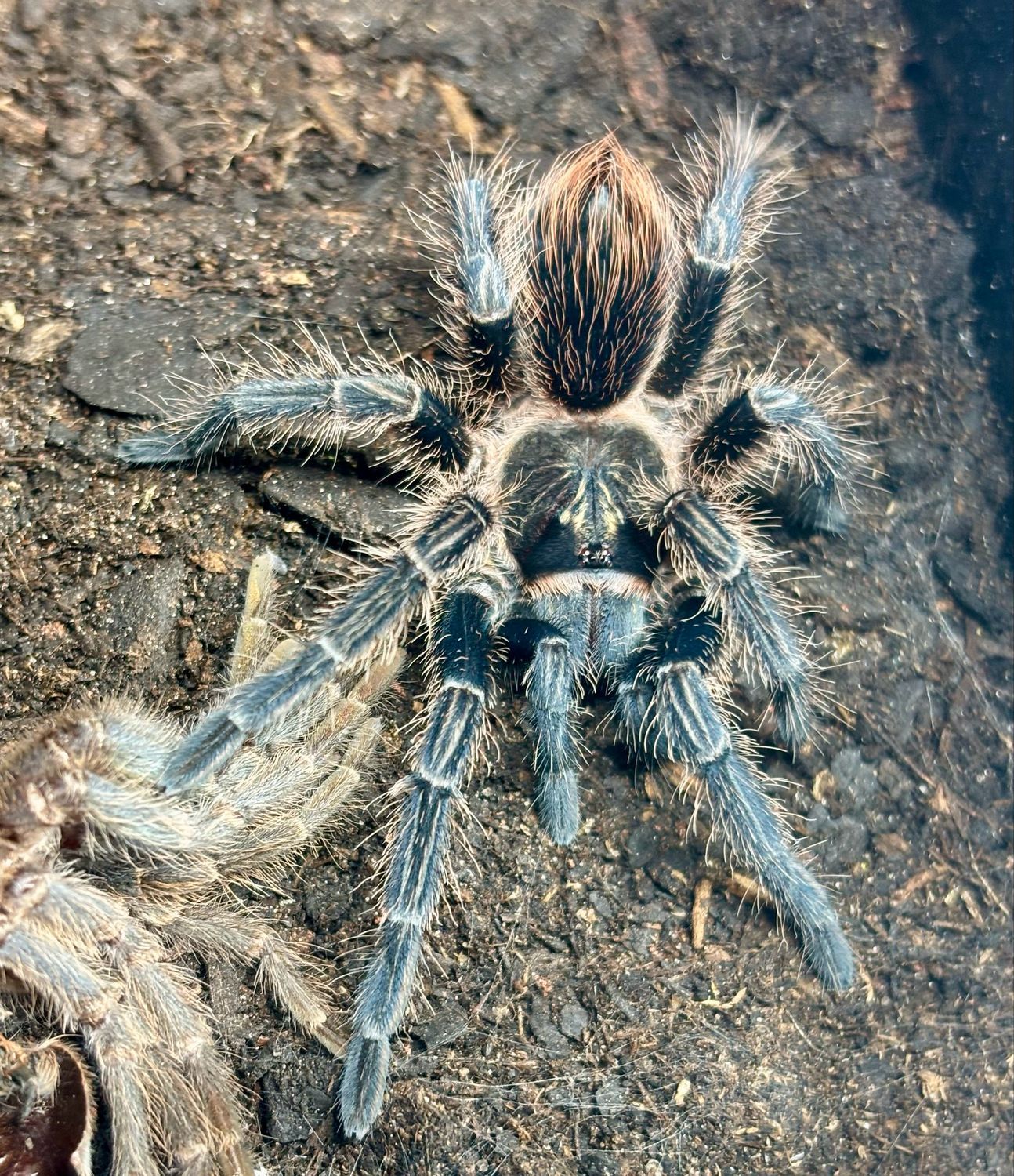 Phormictopus auratus (2cm KL)