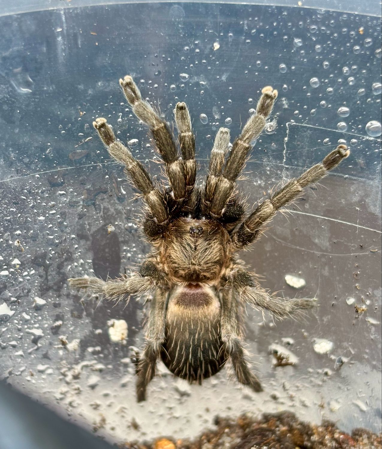 Dolichothele exilis (2,5cm KL)