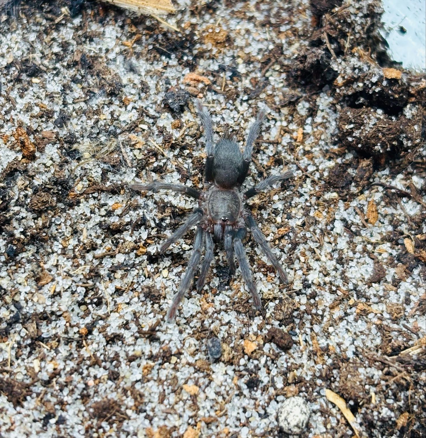 Chaetopelma olivaceum (Egypt) (1cm KL)