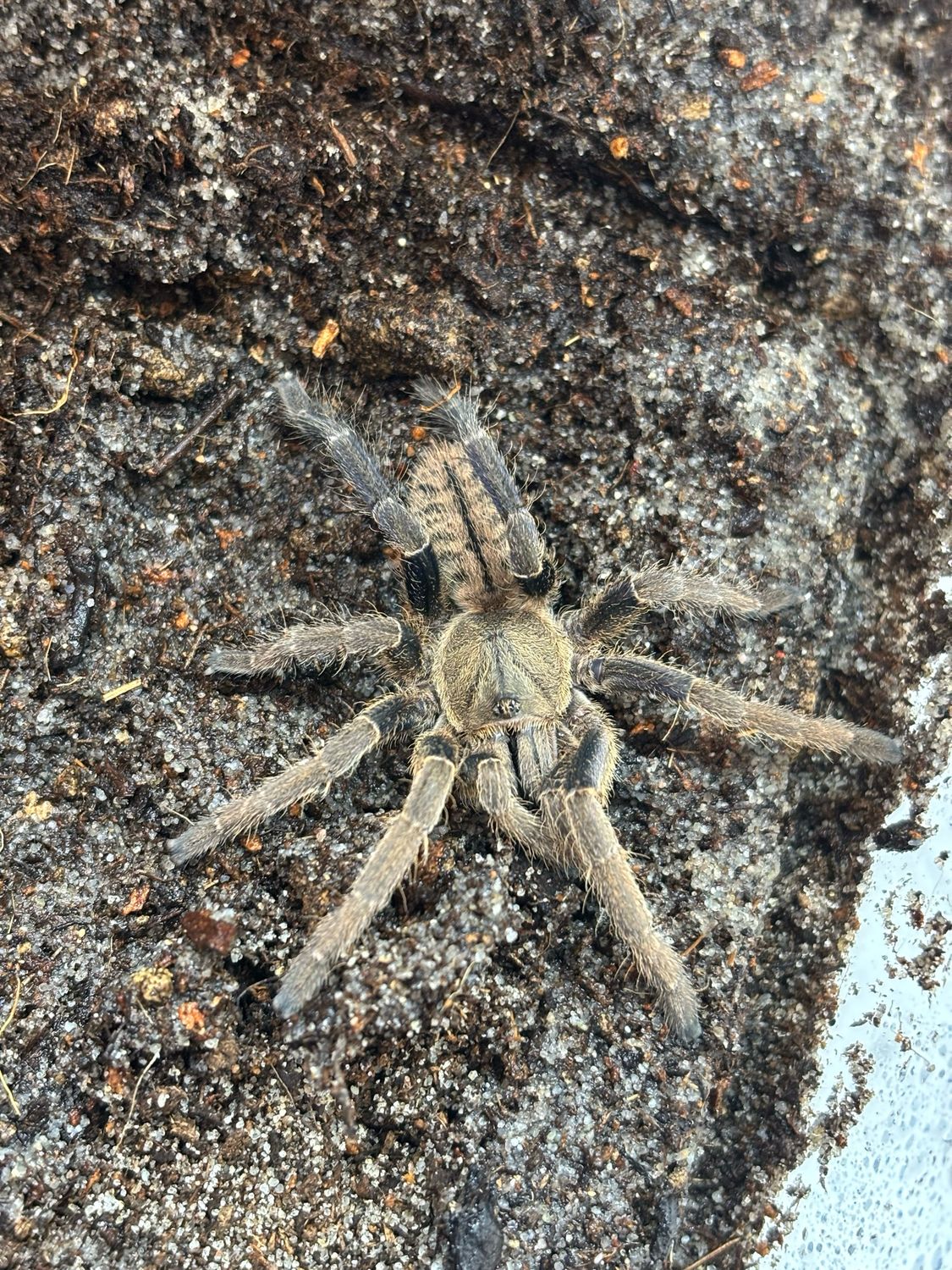 Haplopelma lividum (2,5cm KL)