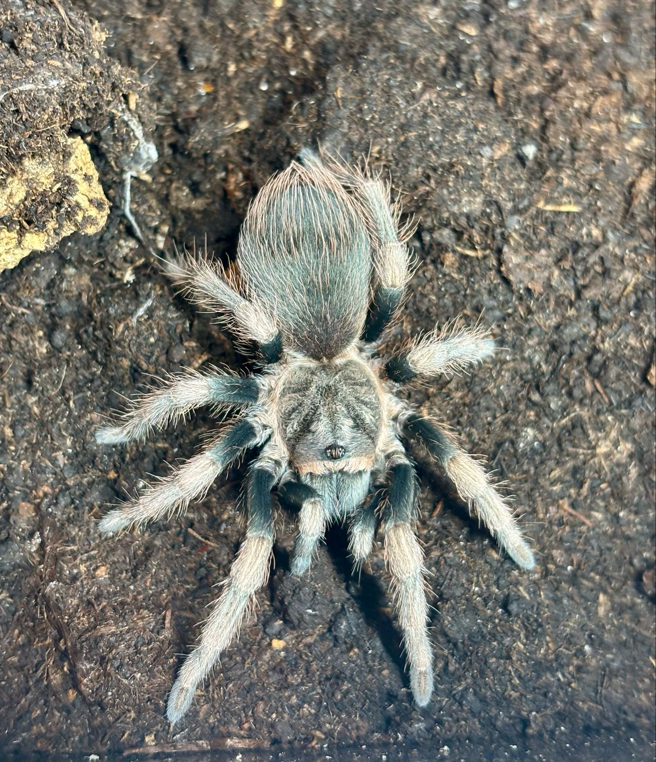 Lasiodorides polycuspulatus (3,5cm KL)