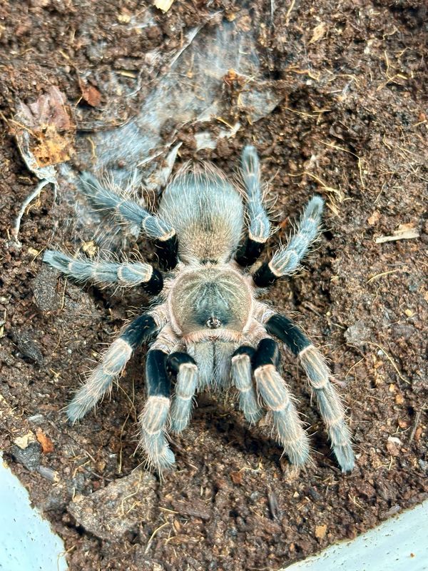 Vitalius paranaensis (3,5cm KL)