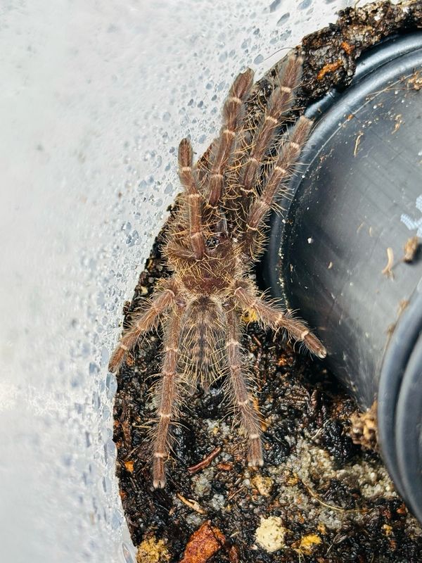 Phormingochilus sp. akcaya (1,5cm KL)