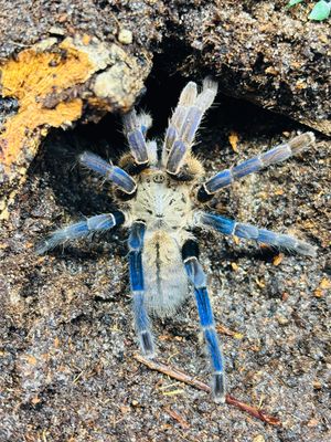 Haplopelma lividum (5cm KL)