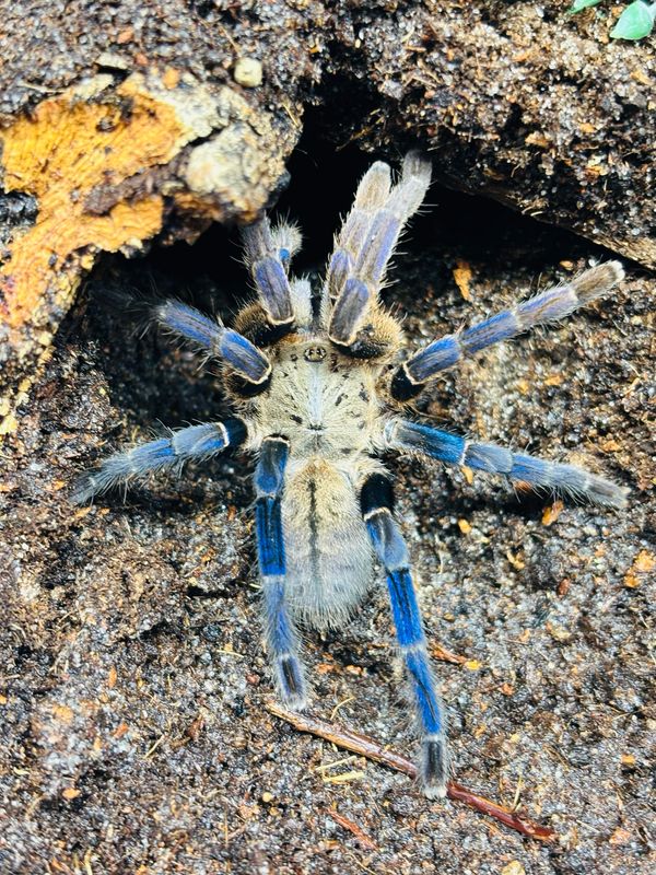 Haplopelma lividum (5cm KL)