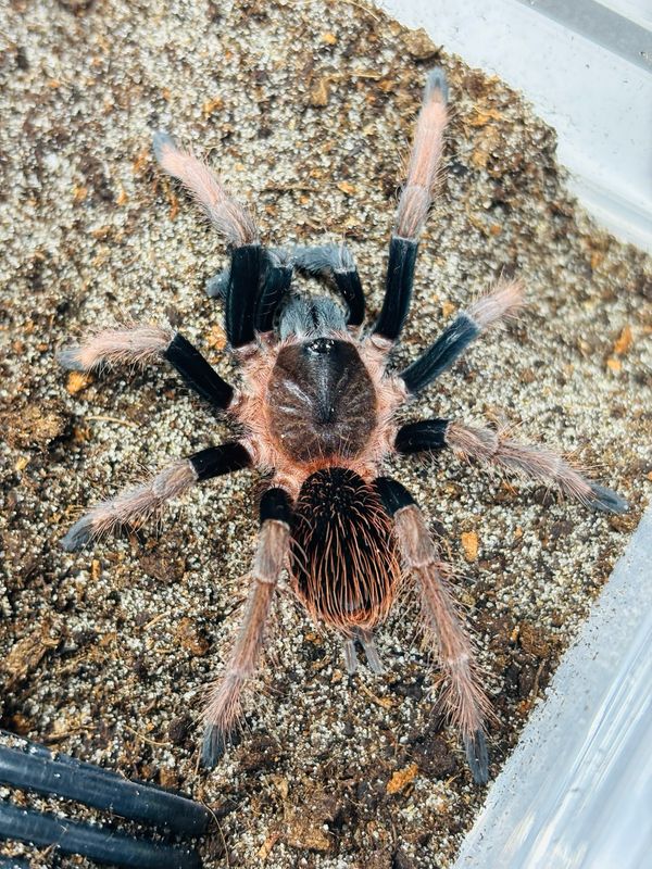 Sericopelma sp Santa Catalina (3cm KL)