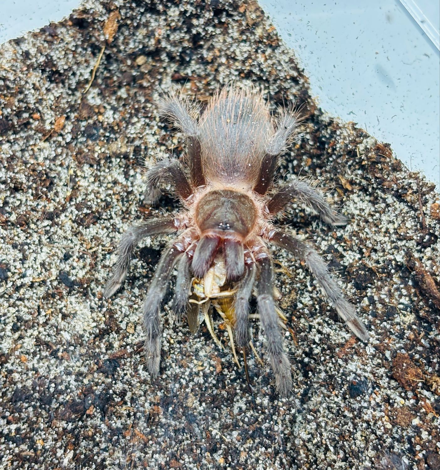 Sericopelma sp. chica (2,5cm KL)