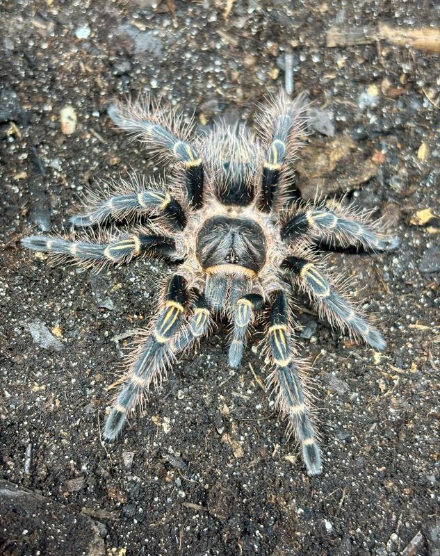 Grammostola pulchripes (3,5cm KL)