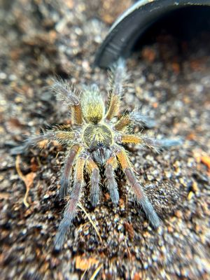 Harpactira pulchripes (1cm KL)