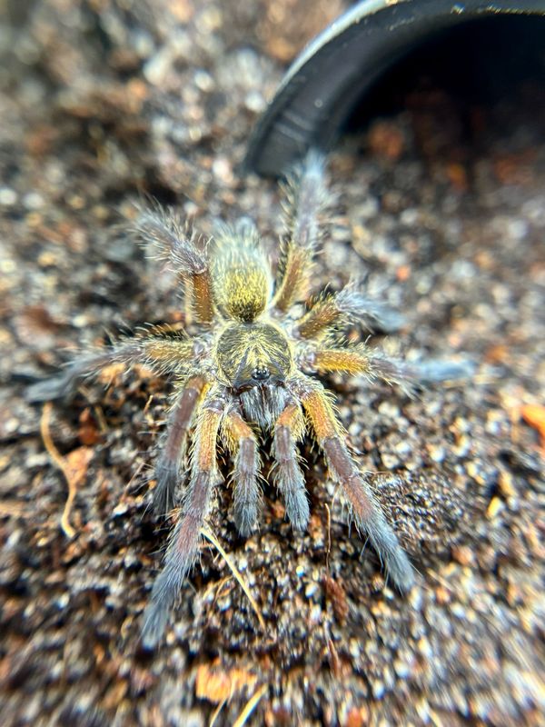 Harpactira pulchripes (1cm KL)