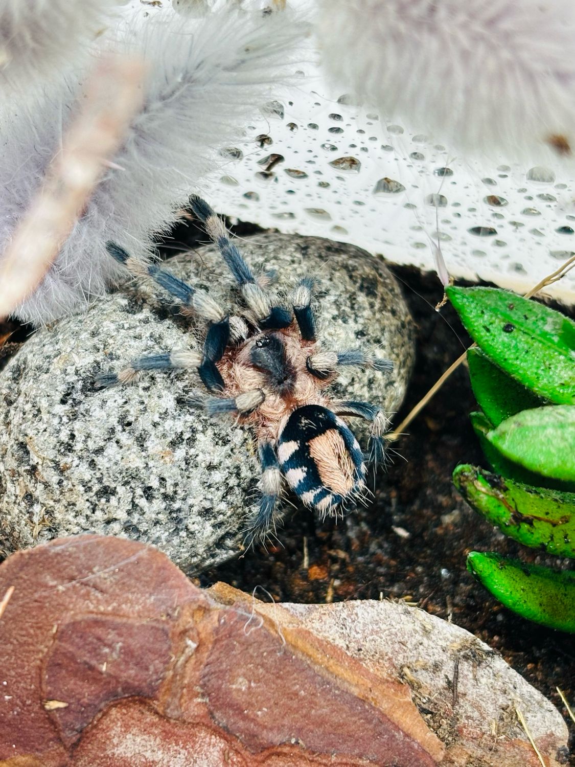 Cyriocosmus ritae (2cm KL)