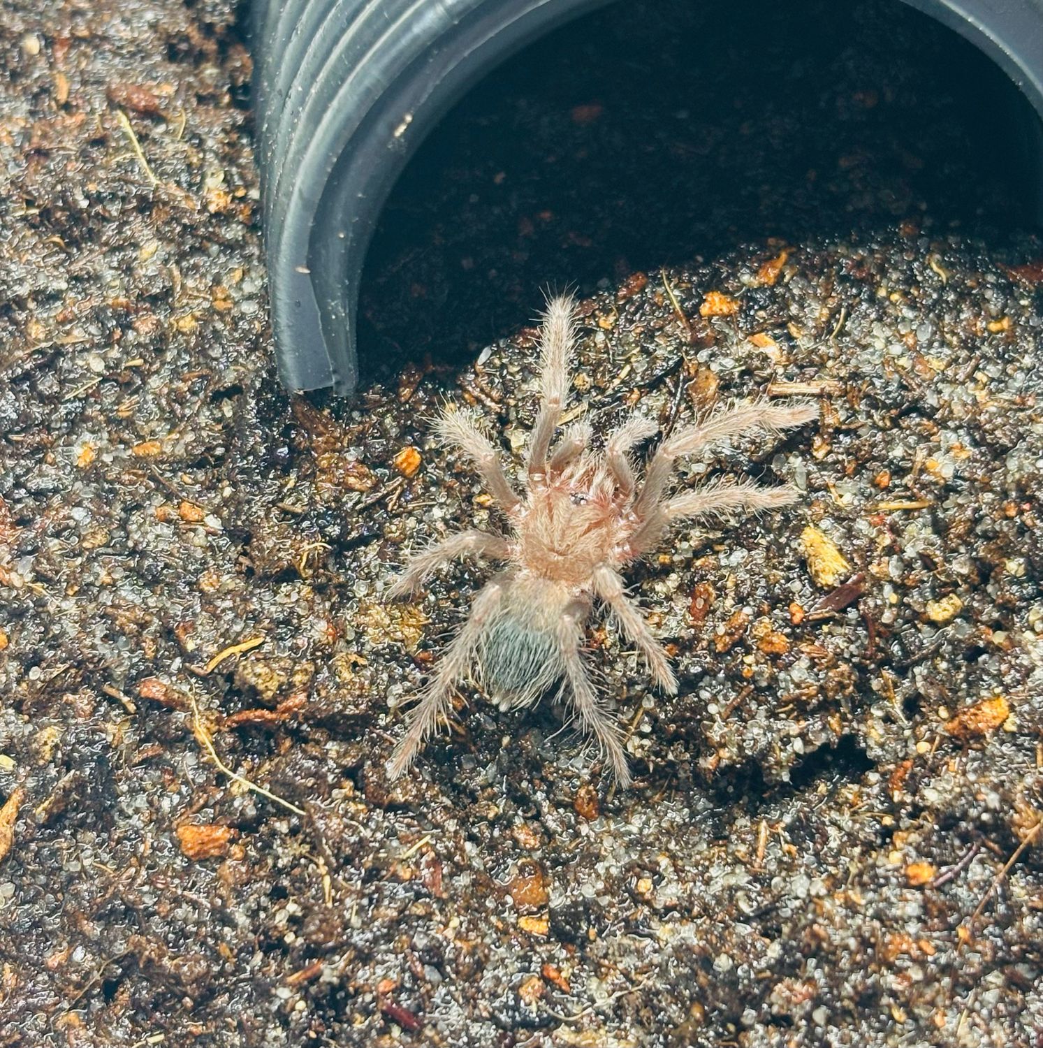 Thrixopelma sp. highland blue (1cm KL)