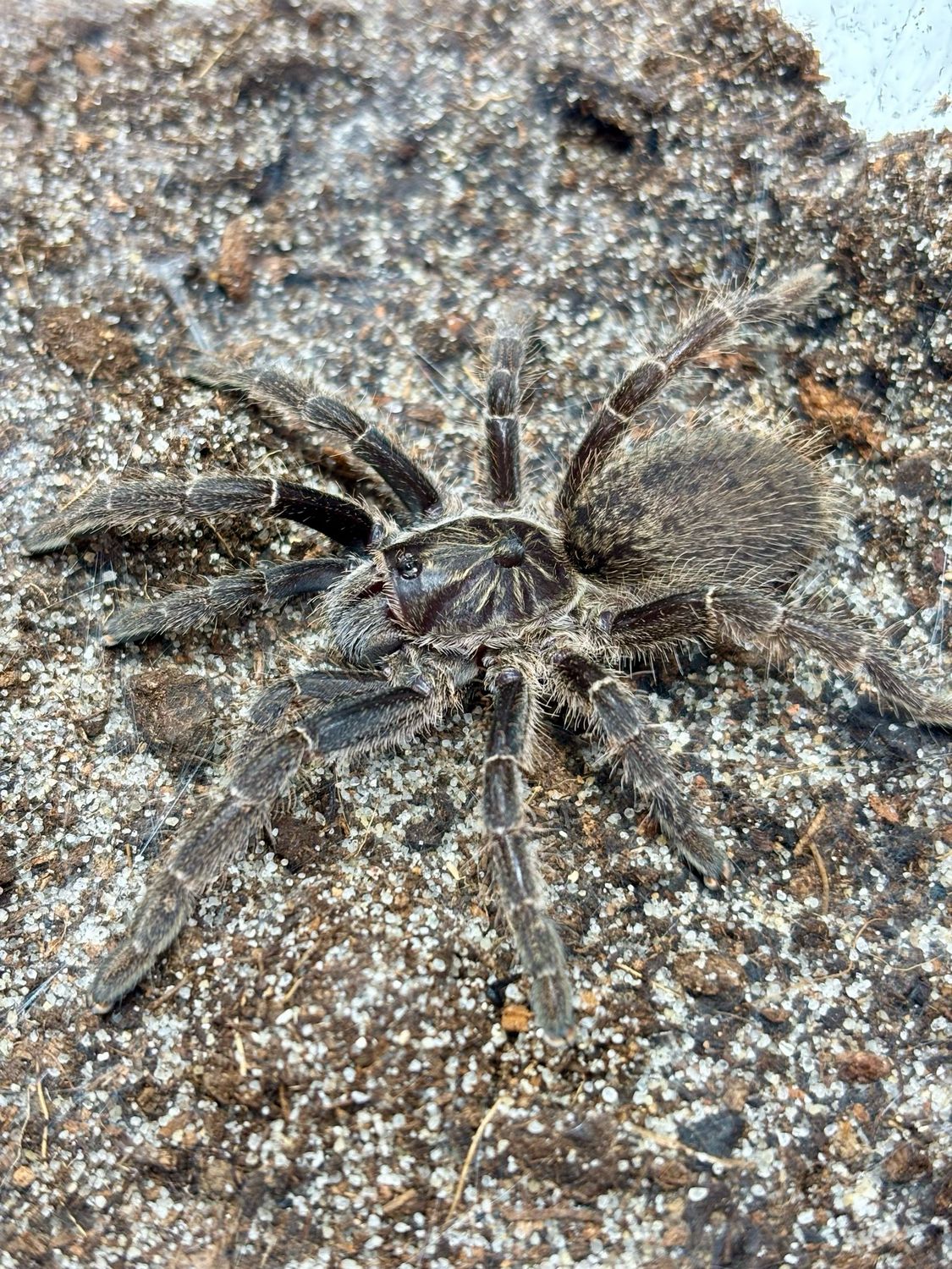 Ceratogyrus marshalli (2,5cm KL)