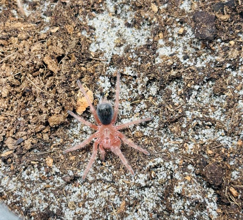 Grammostola rosea red (2 FH)