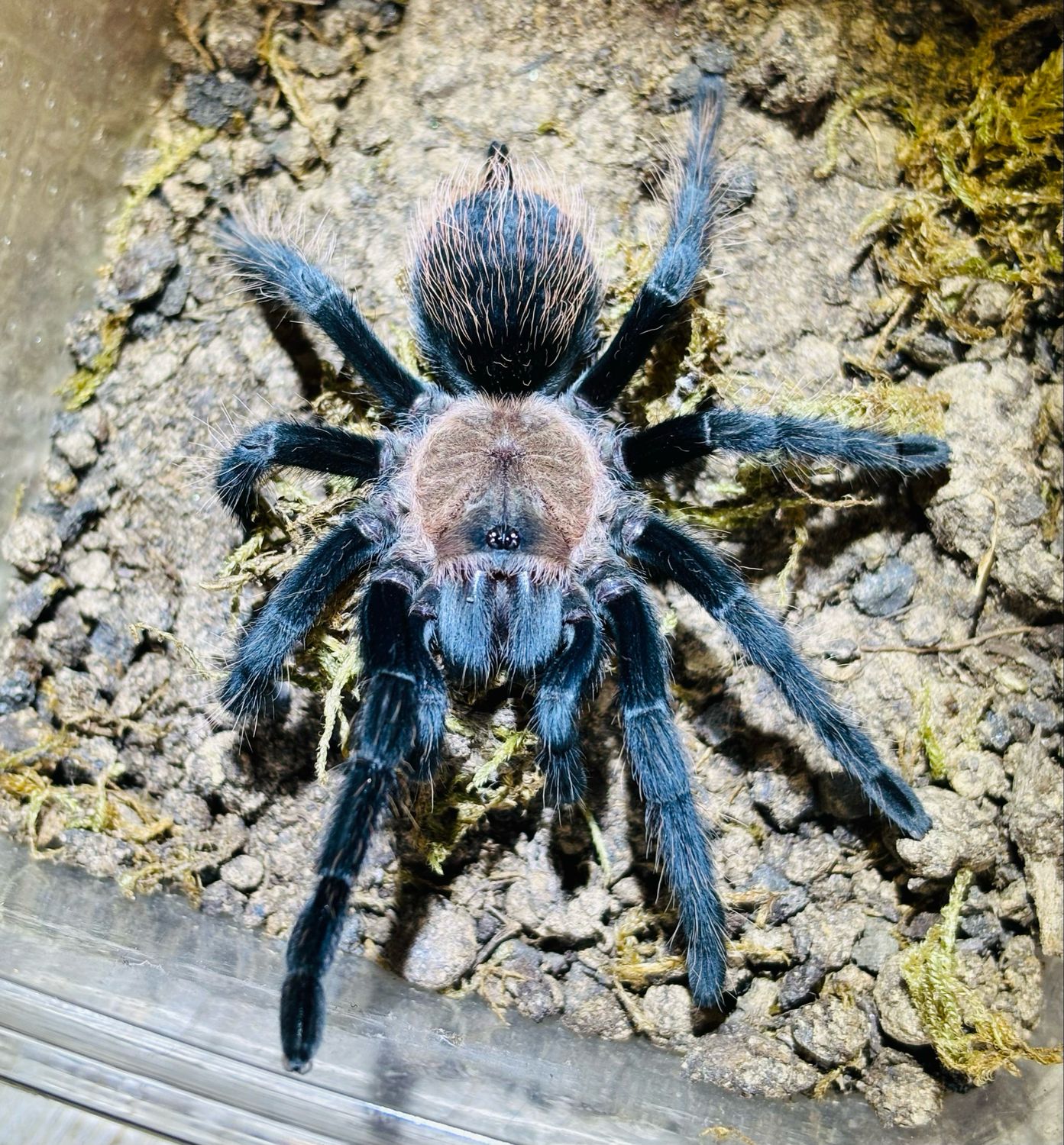 Tliltocatl verdezi (3,5cm KL)