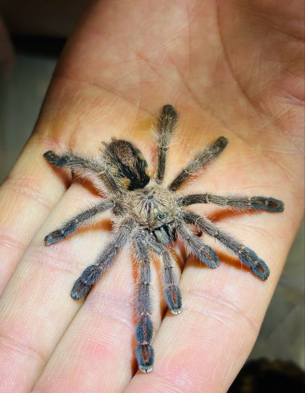 Ybyrapora diversipes (3cm KL)