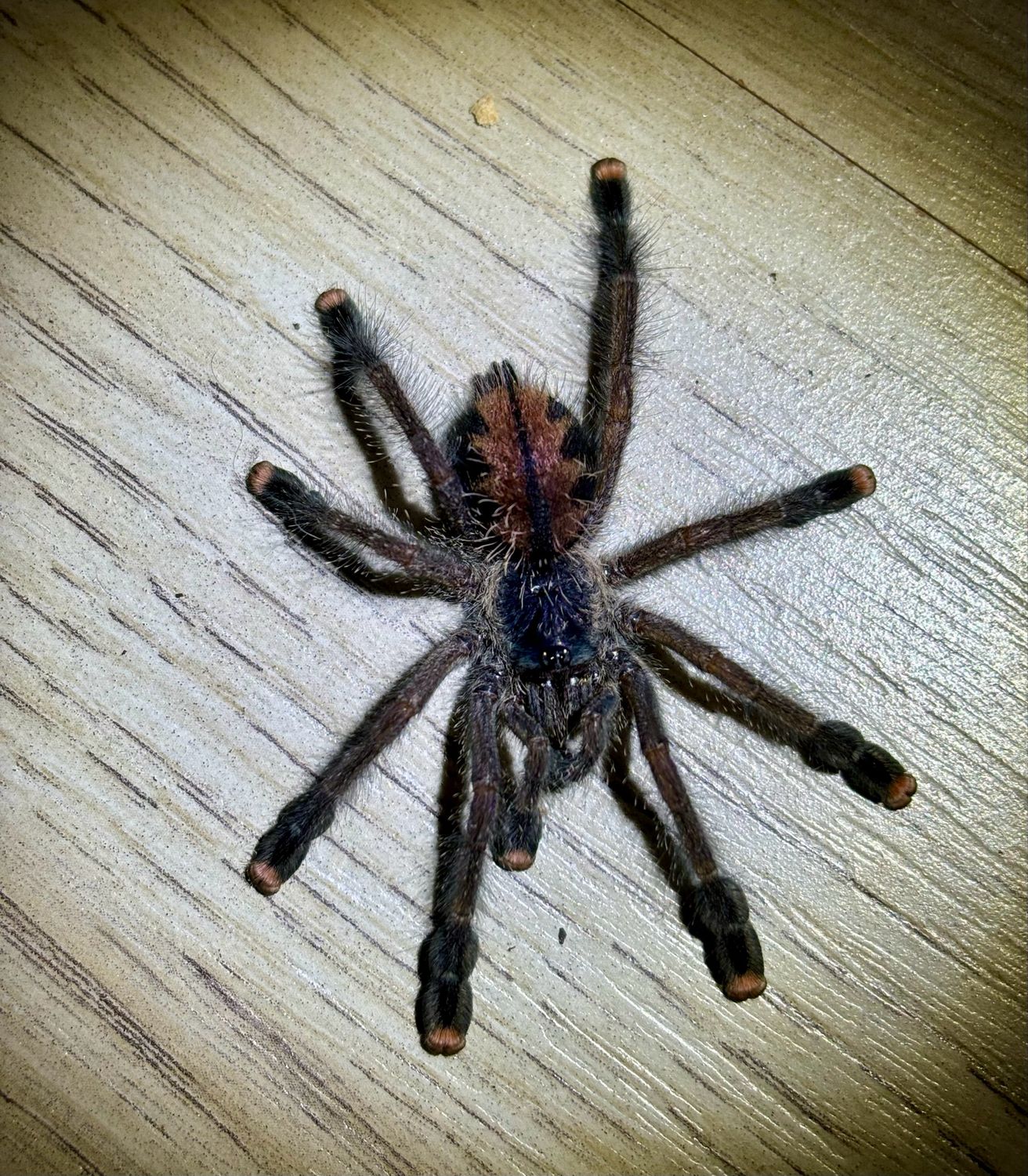 Avicularia geroldi (2cm KL)