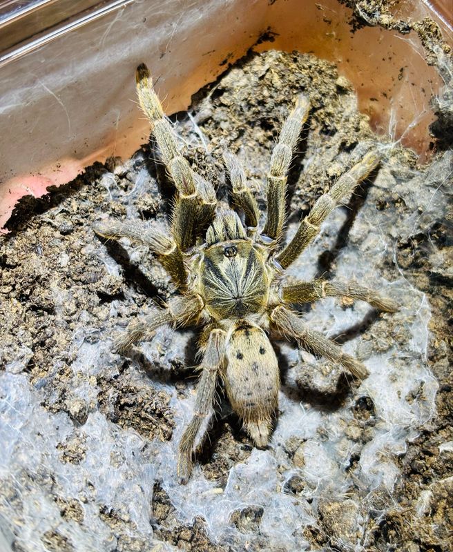 Pterinochilus lugardi (3,5cm KL)