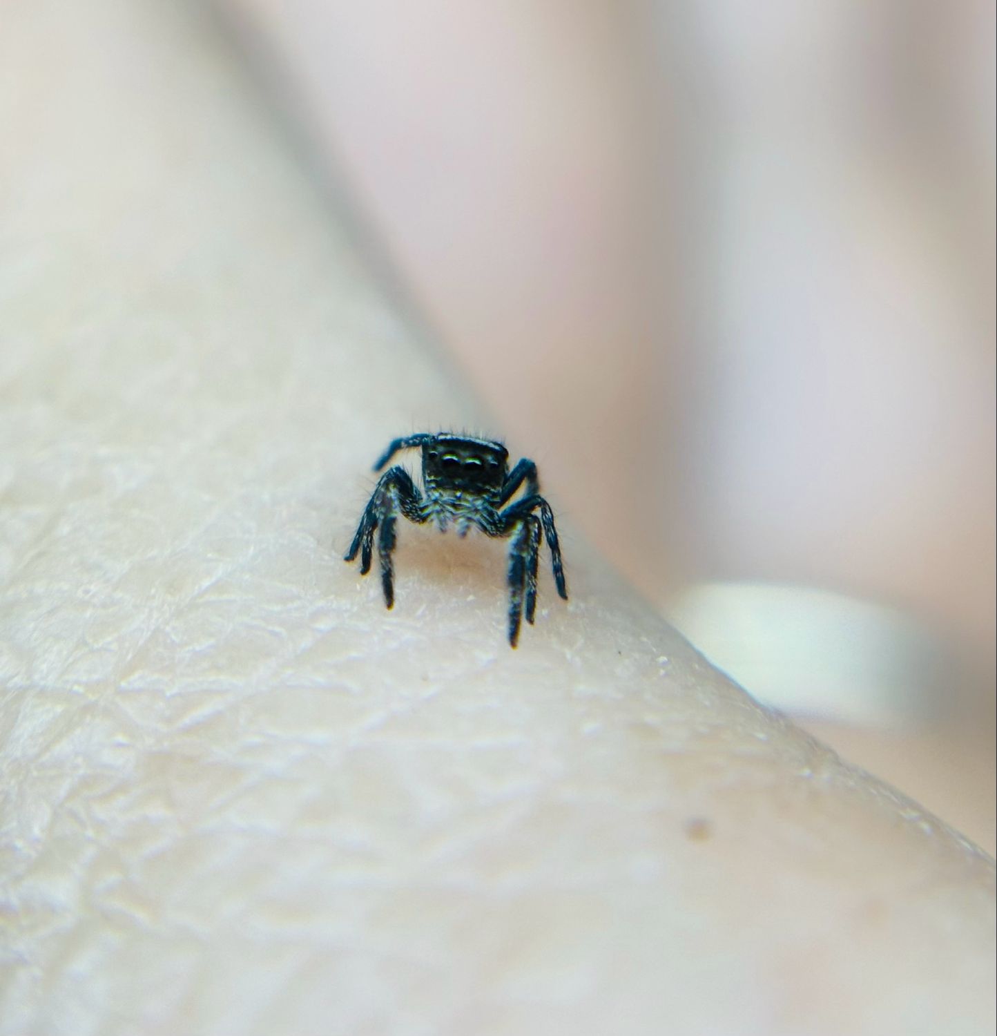 Phidippus regius apalachicola (3 FH)